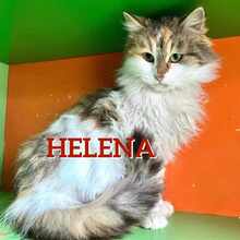 HELENA, Katze, Europäische Langhaarkatze in Bulgarien