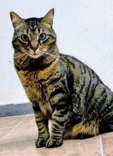 VEGUITA, Katze, Europäisch Kurzhaar in Spanien - Bild 9