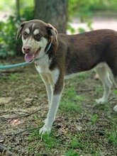 NOAH, Hund, Mischlingshund in Bulgarien - Bild 14