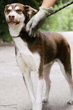 NOAH, Hund, Mischlingshund in Bulgarien - Bild 17