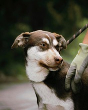 NOAH, Hund, Mischlingshund in Bulgarien - Bild 18