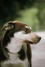 NOAH, Hund, Mischlingshund in Bulgarien - Bild 19