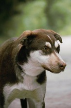 NOAH, Hund, Mischlingshund in Bulgarien - Bild 20