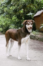 NOAH, Hund, Mischlingshund in Bulgarien - Bild 21