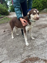 NOAH, Hund, Mischlingshund in Bulgarien - Bild 4