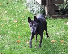 PAPAYA, Hund, Formosan Mountain Dog in Oberhausen - Bild 3