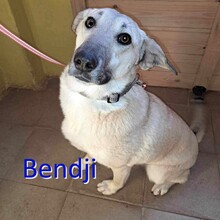 BENDJI, Hund, Mischlingshund in Bulgarien - Bild 1