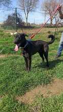 THOR2, Hund, Labrador-Mastin-Mix in Spanien - Bild 1