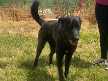 THOR2, Hund, Labrador-Mastin-Mix in Spanien - Bild 10