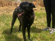 THOR2, Hund, Labrador-Mastin-Mix in Spanien - Bild 11