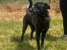 THOR2, Hund, Labrador-Mastin-Mix in Spanien - Bild 12