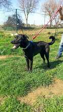 THOR2, Hund, Labrador-Mastin-Mix in Spanien - Bild 2