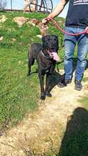 THOR2, Hund, Labrador-Mastin-Mix in Spanien - Bild 3