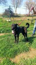 THOR2, Hund, Labrador-Mastin-Mix in Spanien - Bild 4