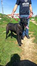 THOR2, Hund, Labrador-Mastin-Mix in Spanien - Bild 6