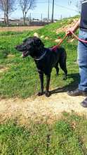 THOR2, Hund, Labrador-Mastin-Mix in Spanien - Bild 7