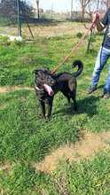 THOR2, Hund, Labrador-Mastin-Mix in Spanien - Bild 8