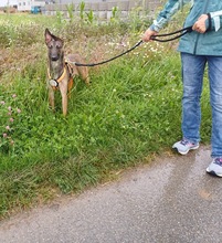 NADUR, Hund, Mischlingshund in Bad Wünnenberg - Bild 12