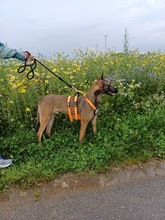 NADUR, Hund, Mischlingshund in Bad Wünnenberg - Bild 14