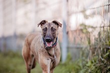 NADUR, Hund, Mischlingshund in Bad Wünnenberg - Bild 2