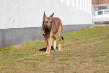 NADUR, Hund, Mischlingshund in Bad Wünnenberg - Bild 23