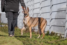 NADUR, Hund, Mischlingshund in Bad Wünnenberg - Bild 25