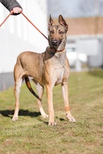 NADUR, Hund, Mischlingshund in Bad Wünnenberg - Bild 28