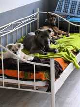 NADUR, Hund, Mischlingshund in Büren - Bild 29