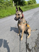 NADUR, Hund, Mischlingshund in Büren - Bild 30