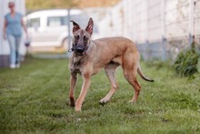 NADUR, Hund, Mischlingshund in Bad Wünnenberg - Bild 5