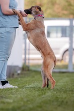 NADUR, Hund, Mischlingshund in Bad Wünnenberg - Bild 7