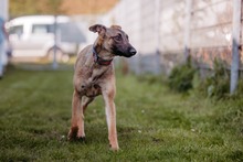 NADUR, Hund, Mischlingshund in Bad Wünnenberg - Bild 9