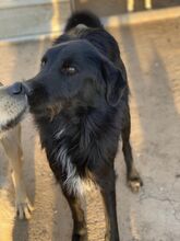 NINO, Hund, Mischlingshund in Rumänien - Bild 3