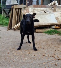 BAZSI, Hund, Labrador-Mix in Ungarn - Bild 2