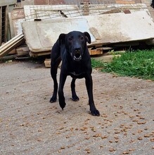 BAZSI, Hund, Labrador-Mix in Ungarn - Bild 3