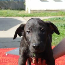 BAZSI, Hund, Labrador-Mix in Ungarn - Bild 4