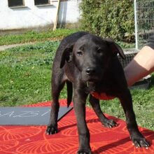 BAZSI, Hund, Labrador-Mix in Ungarn - Bild 6