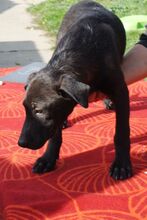 BAZSI, Hund, Labrador-Mix in Ungarn - Bild 8