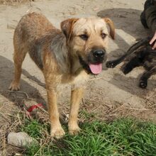 BRUNO, Hund, Schnauzer-Mix in Ungarn - Bild 1