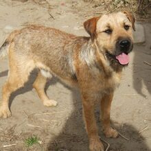 BRUNO, Hund, Schnauzer-Mix in Ungarn - Bild 2