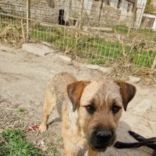 BRUNO, Hund, Schnauzer-Mix in Ungarn - Bild 5