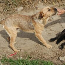 BRUNO, Hund, Schnauzer-Mix in Ungarn - Bild 6