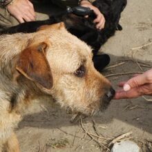 BRUNO, Hund, Schnauzer-Mix in Ungarn - Bild 7