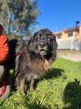 PALU, Hund, Neufundländer-Mix in Spardorf