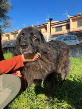 PALU, Hund, Neufundländer-Mix in Spardorf - Bild 2