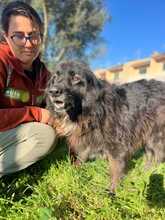 PALU, Hund, Neufundländer-Mix in Spardorf - Bild 3