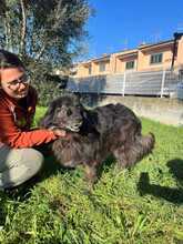 PALU, Hund, Neufundländer-Mix in Spardorf - Bild 4