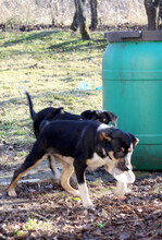 CLOVER, Hund, Mischlingshund in Rumänien - Bild 10