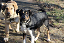 CLOVER, Hund, Mischlingshund in Rumänien - Bild 4