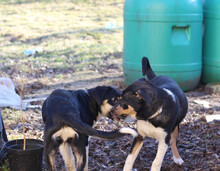 CLOVER, Hund, Mischlingshund in Rumänien - Bild 9